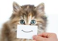 depositphotos_28031267-stock-photo-funny-kitten-portrait-with-smile.jpg